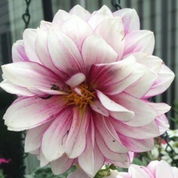 Meet your Posher, Patricia ann - Picture 1 of 1